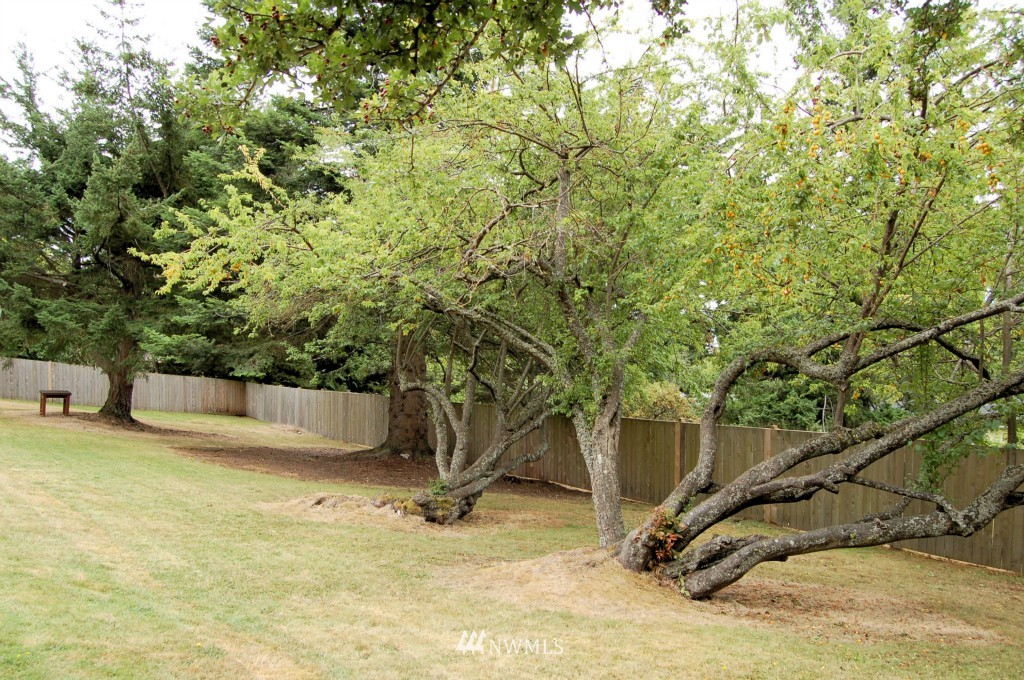 504 Briar Road Bellingham, WA 98225 - Photo 5 of 25 a view of a yard with a tree