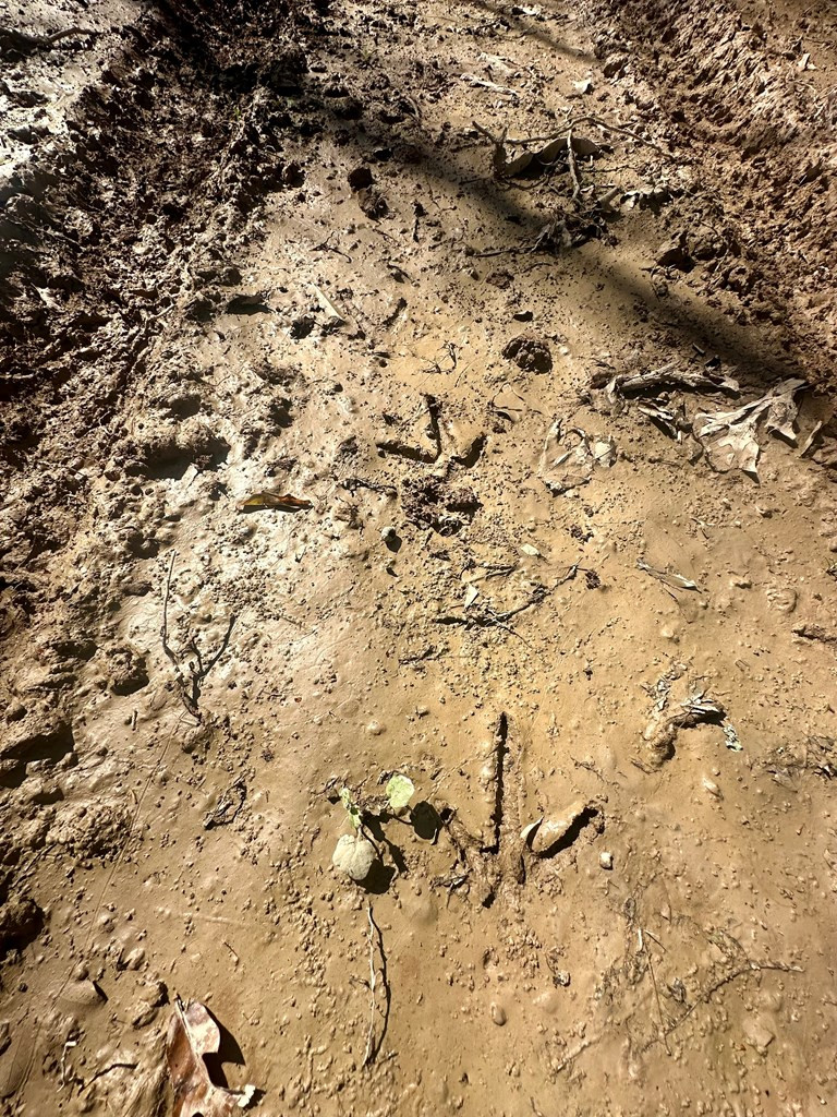 Tbd John I Hay Road Hazlehurst, MS 39083 - Photo 20 of 53 Photo 20