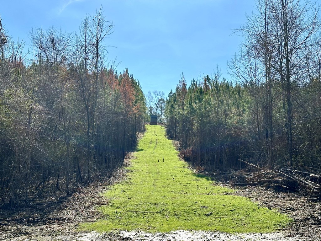 Tbd John I Hay Road Hazlehurst, MS 39083 - Photo 25 of 53 Photo 25