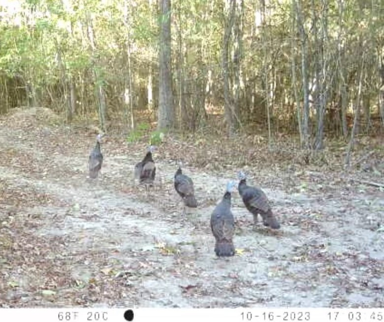 Tbd John I Hay Road Hazlehurst, MS 39083 - Photo 53 of 53 Photo 53