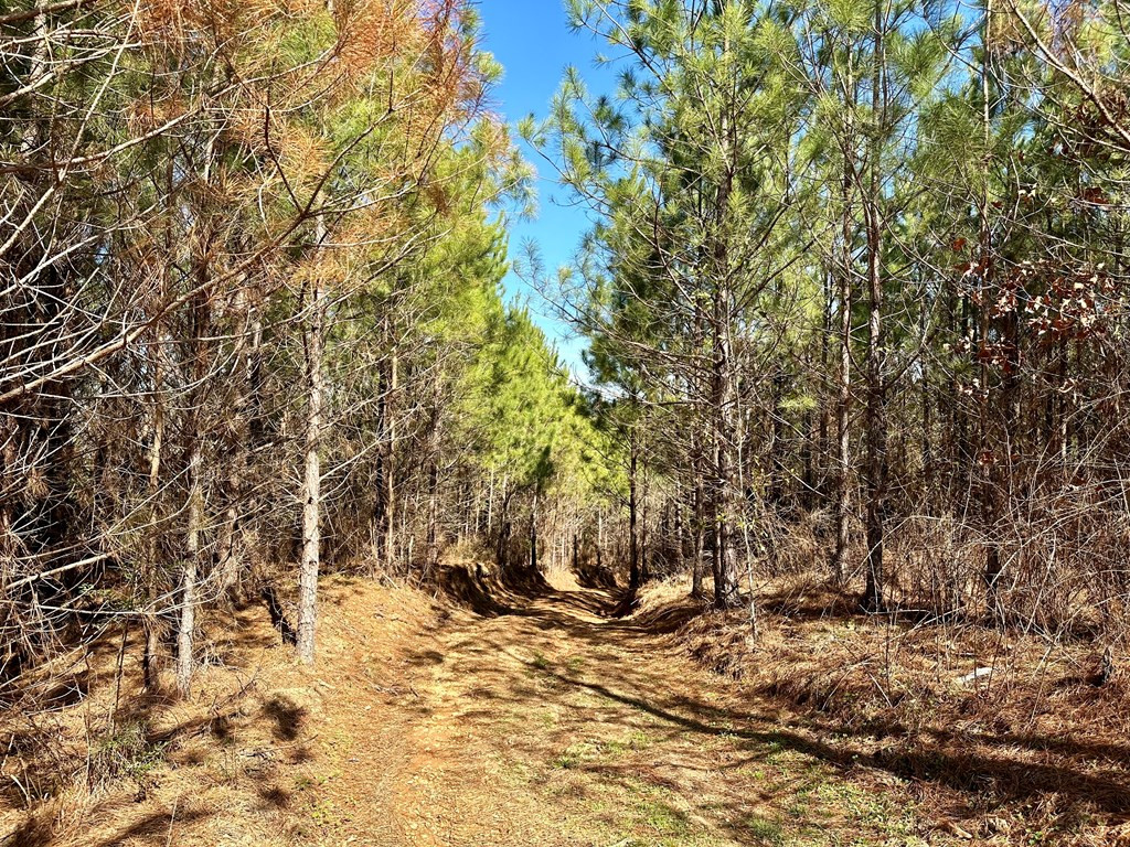 Tbd John I Hay Road Hazlehurst, MS 39083 - Photo 6 of 53 Photo 6