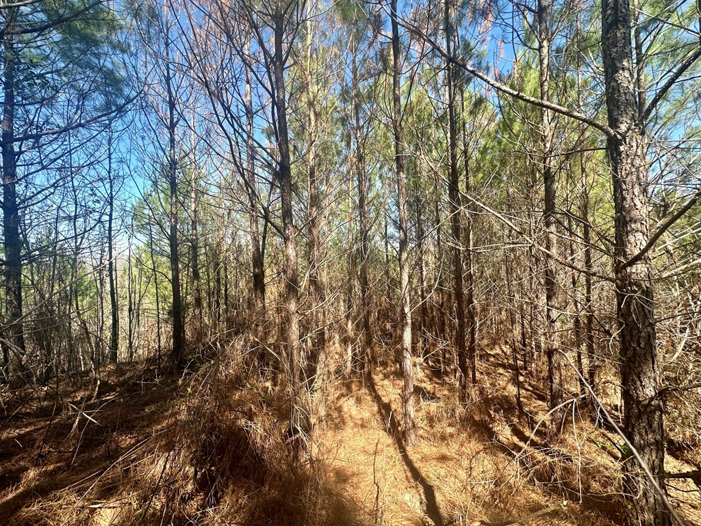 Tbd John I Hay Road Hazlehurst, MS 39083 - Photo 7 of 53 Photo 7
