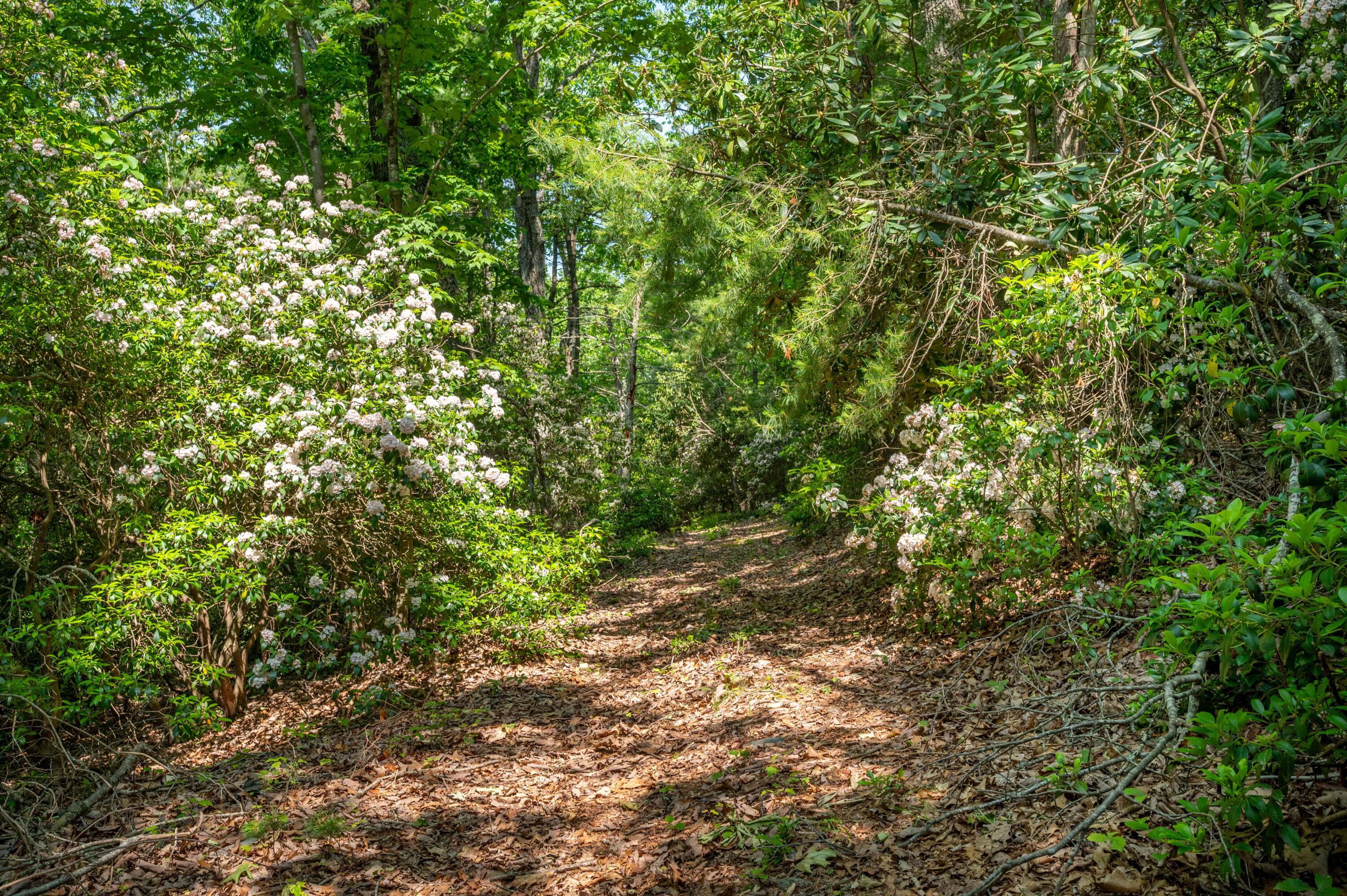 1073 Timberline Road Southeast Copper Hill, VA 24079 - Photo 26 of 56 25