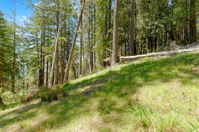 a view of lush green forest