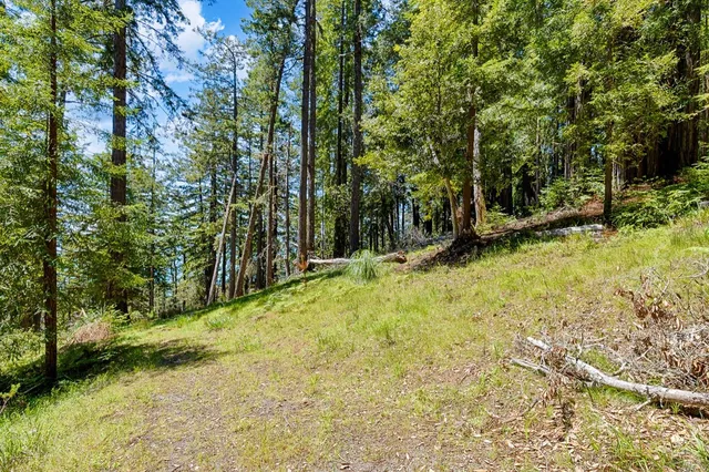 a view of a yard with large trees