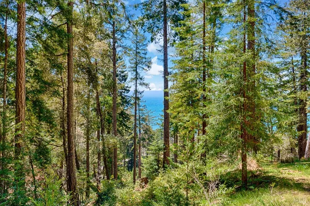a view of a yard with plants and large trees