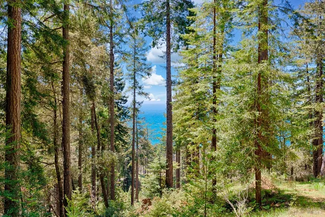 a close up of a plant