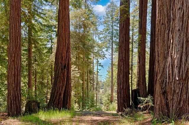 a view of a backyard with potted plants and large tree
