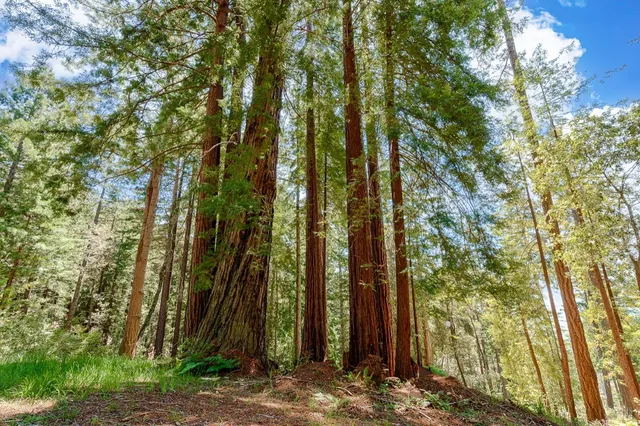 a view of a yard with plants and trees