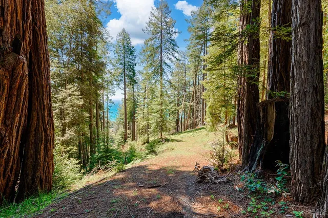 a view of a yard with plants and large trees