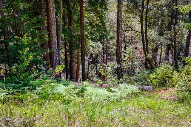 a view of a garden with large trees