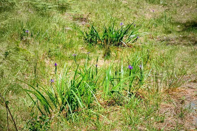 a view of a plant in a garden