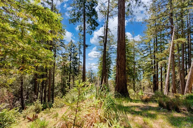 a view of a yard with plants