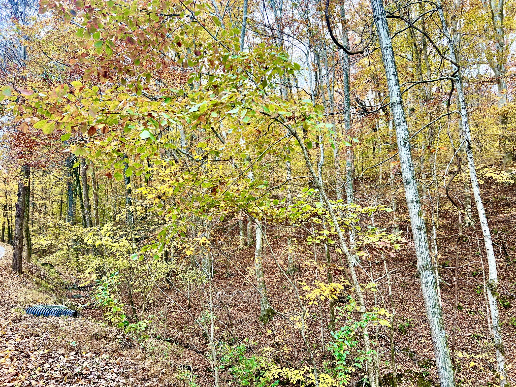 0 West Garretts Creek Road Westmoreland, TN 37186 - Photo 2 of 6 a close up of a plant
