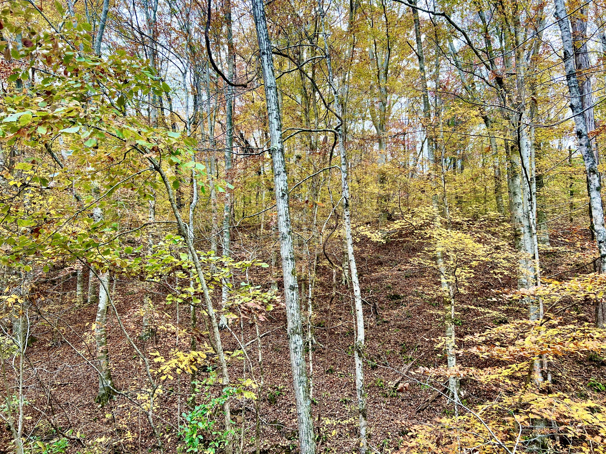 0 West Garretts Creek Road Westmoreland, TN 37186 - Photo 3 of 6 a bathroom with a shower