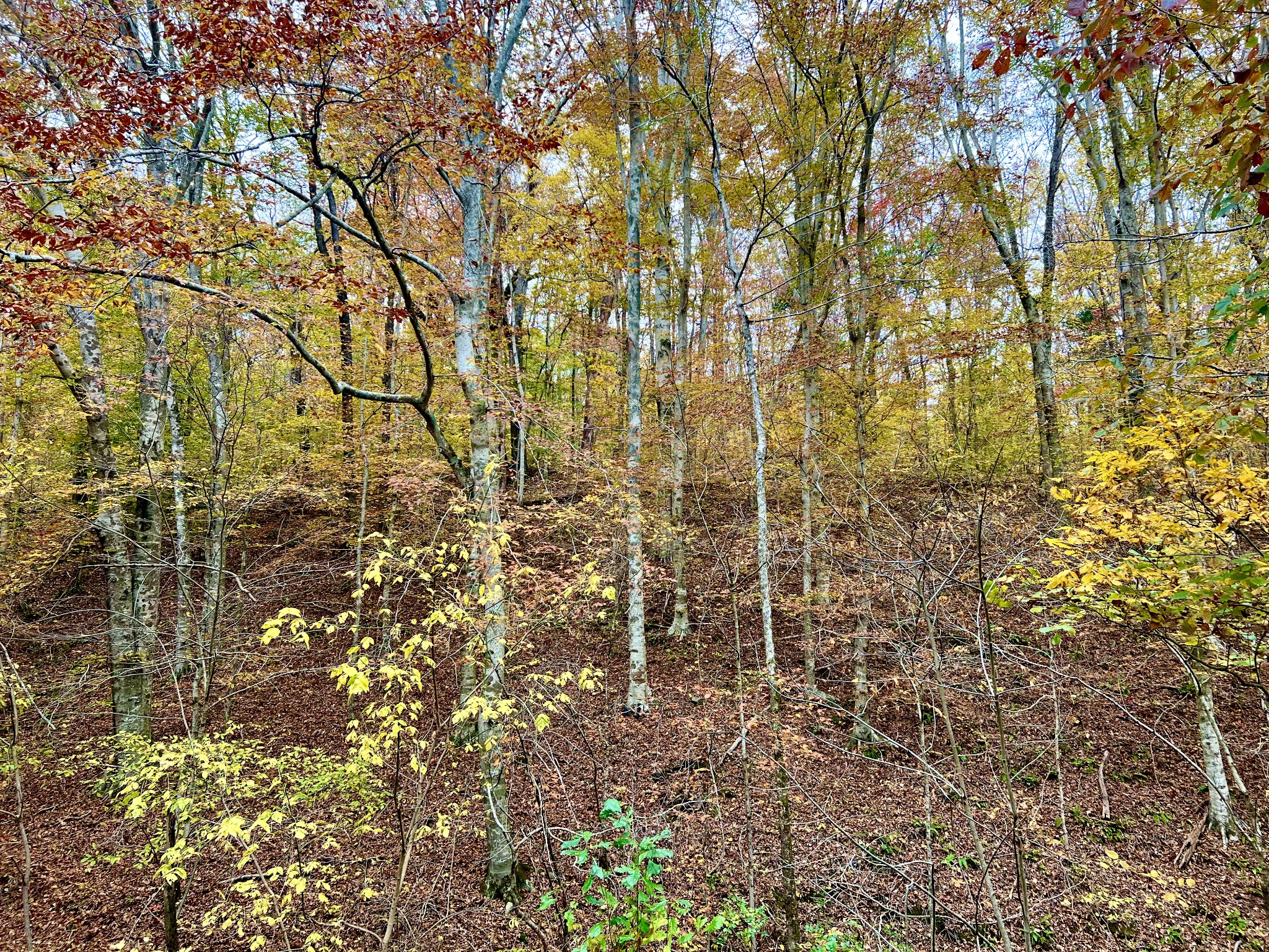 0 West Garretts Creek Road Westmoreland, TN 37186 - Photo 4 of 6 a picture of a tree
