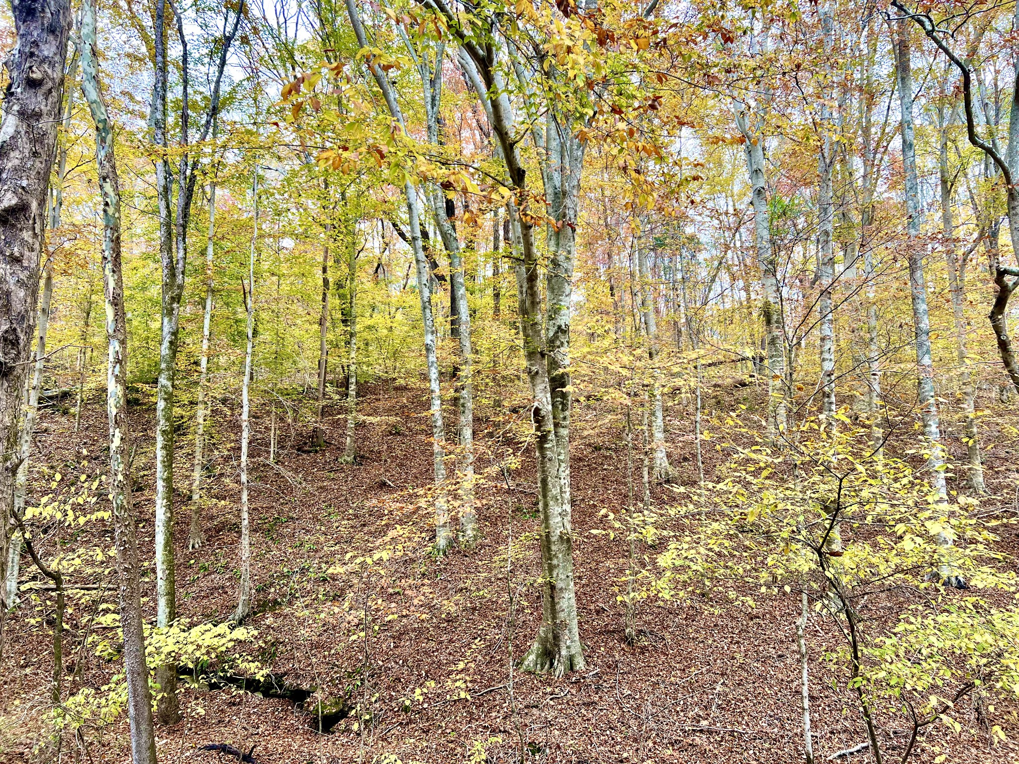 0 West Garretts Creek Road Westmoreland, TN 37186 - Photo 5 of 6 a bathroom with a shower