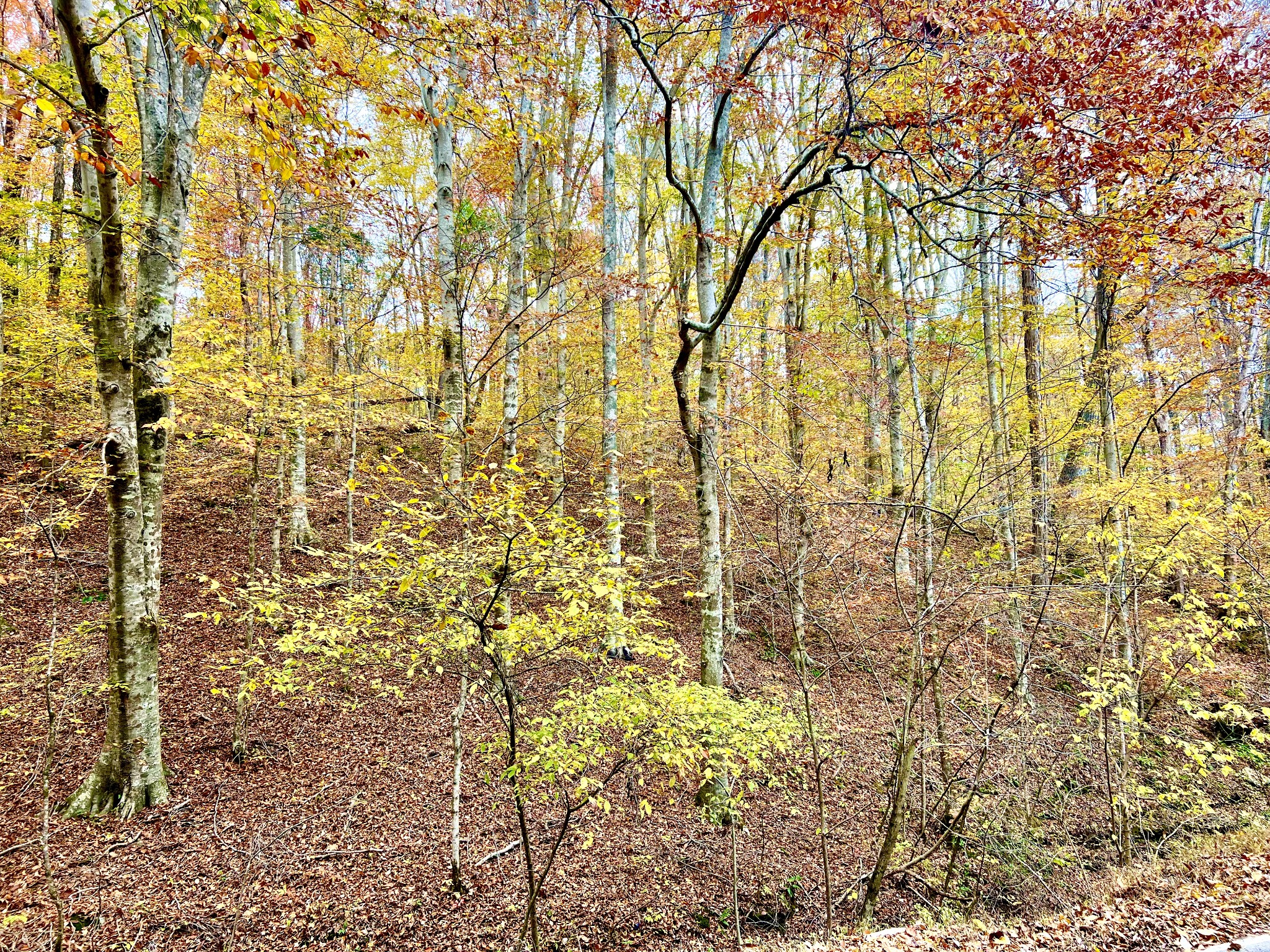 0 West Garretts Creek Road Westmoreland, TN 37186 - Photo 6 of 6