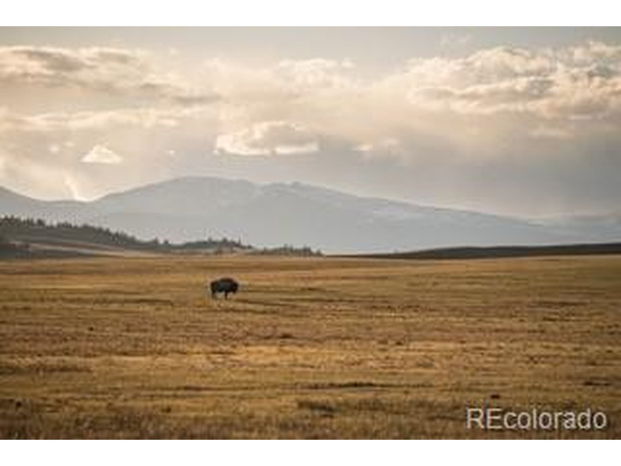 33185 9th Hartsel, CO 80449 - Photo 4 of 17