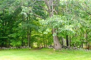 125 Sawyer Road Wells, ME 04090 - Photo 6 of 35 Peaceful and beautiful....