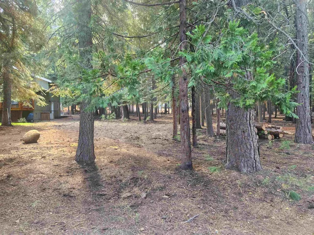 a view of a yard with trees