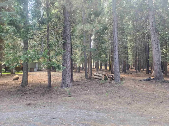 a view of a park with large trees