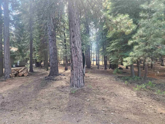 a view of a forest with trees