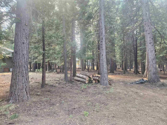 a view of a forest with trees in the background