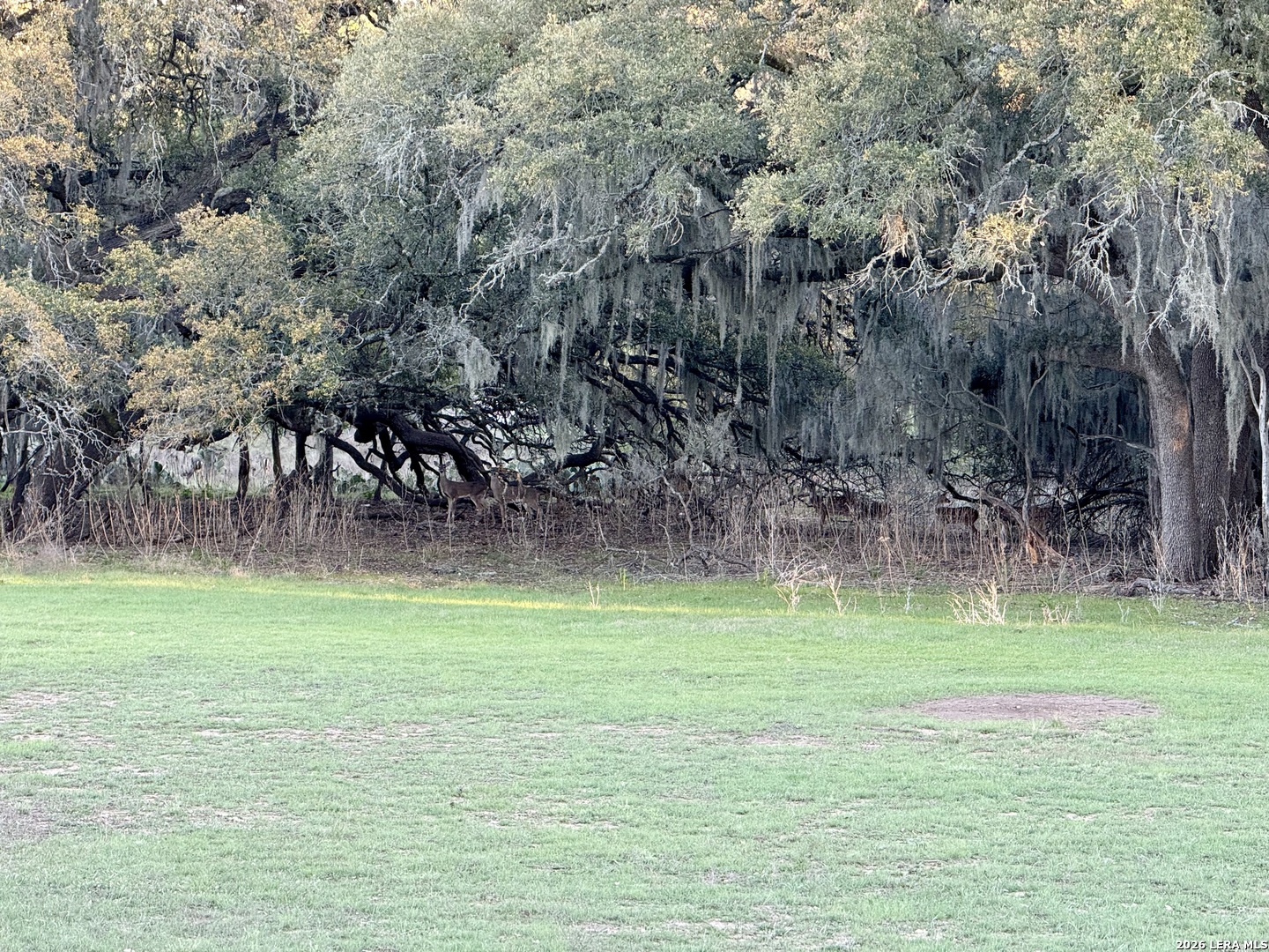 638 Cool Spring Drive Spring Branch, TX 78070 - Photo 3 of 16 a backyard of a house with lots of green space