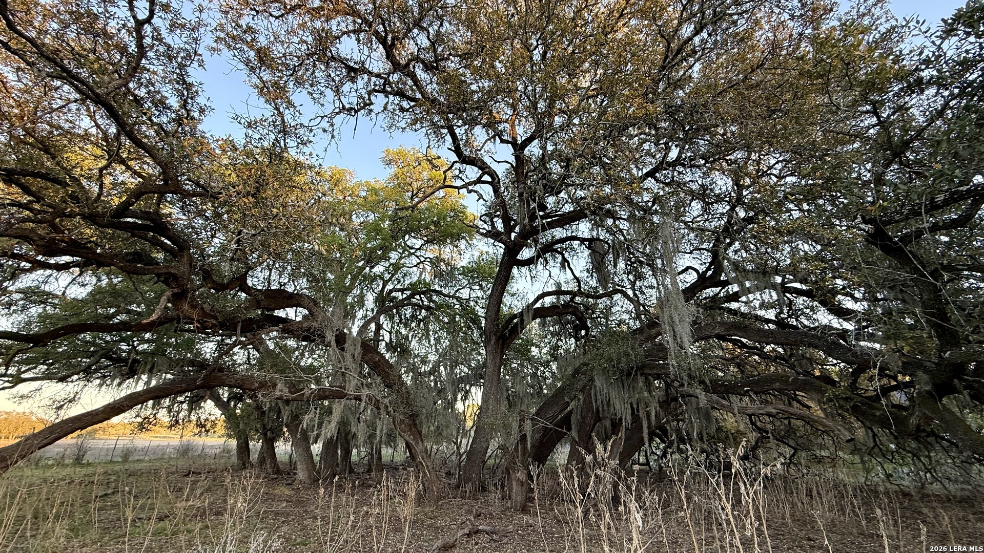 638 Cool Spring Drive Spring Branch, TX 78070 - Photo 8 of 16 a view of tree