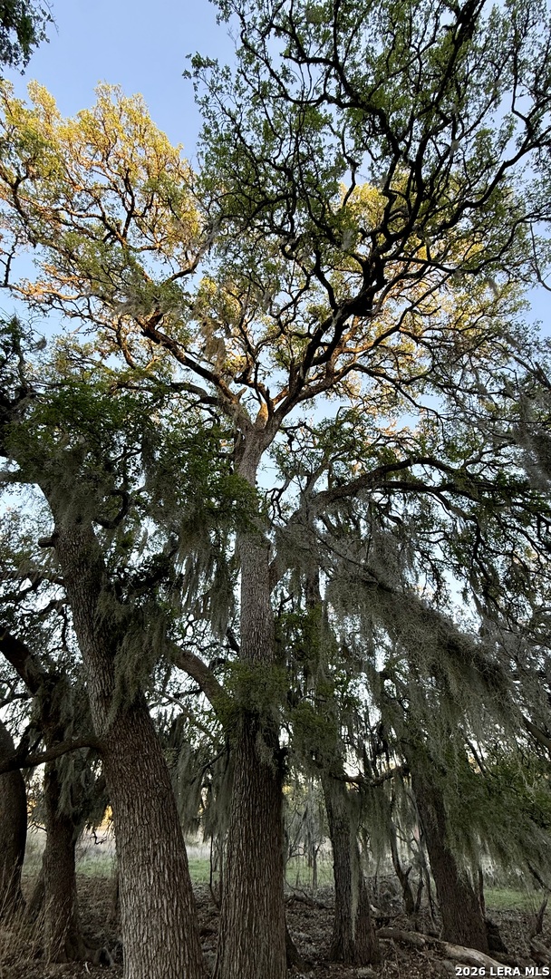 638 Cool Spring Drive Spring Branch, TX 78070 - Photo 9 of 16 a view of tree