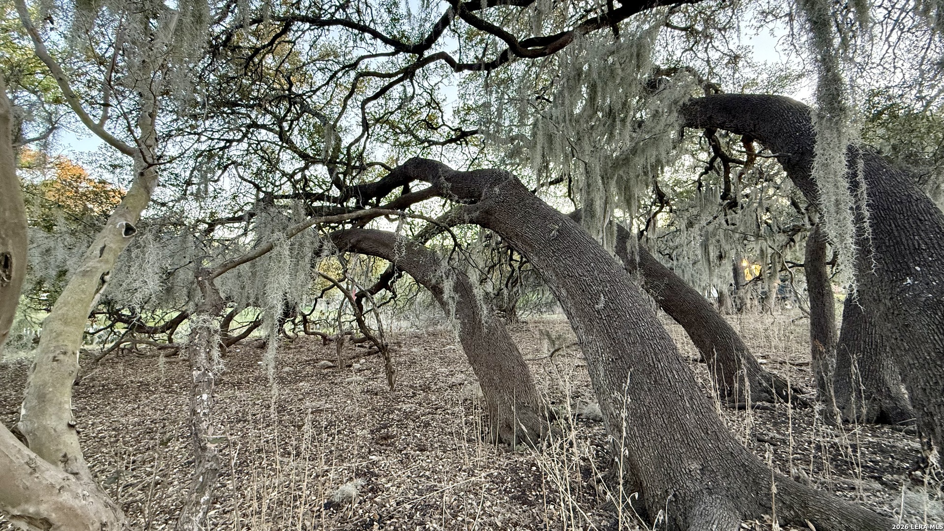 638 Cool Spring Drive Spring Branch, TX 78070 - Photo 10 of 16 a view of a trees in a yard