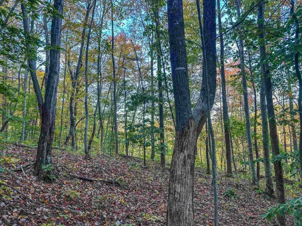 a view of a forest with trees