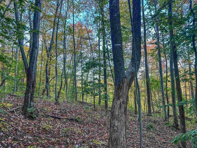 a view of a forest with trees