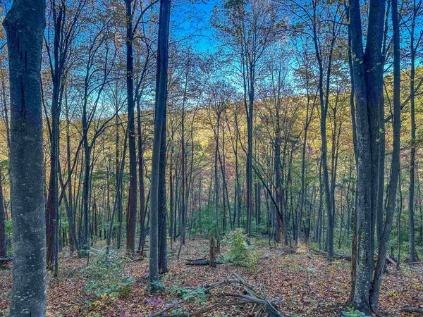 a view of forest