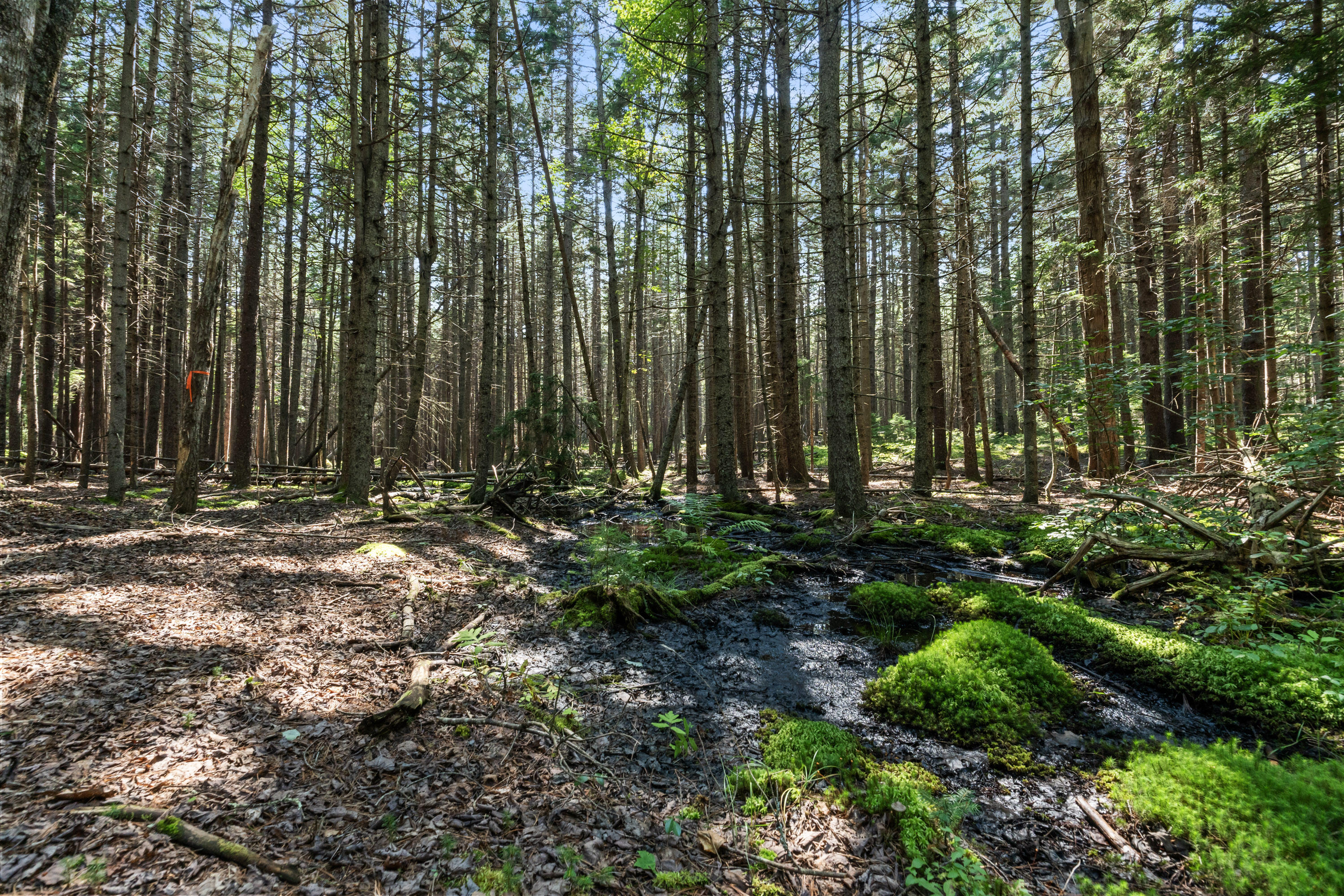 2 Allen Point Road Harpswell, ME 04079 - Photo 8 of 10 Allen Point Rd Lot 145-1_103