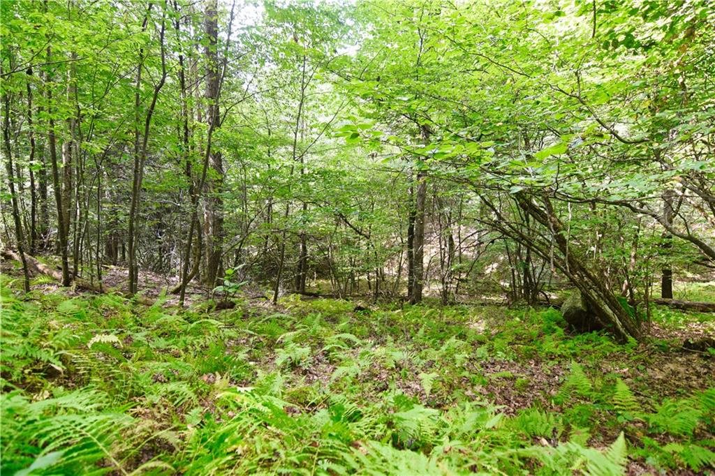 456 Preacher Hill Road West Hickory, PA 16370 - Photo 11 of 21 a backyard of a house with lots of green space