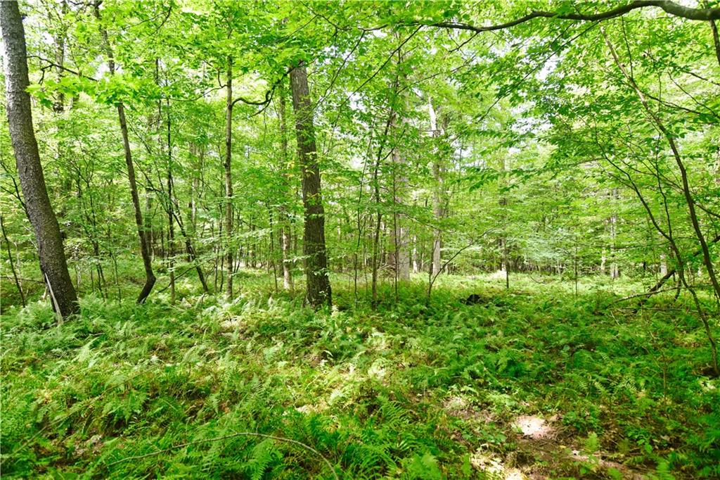 456 Preacher Hill Road West Hickory, PA 16370 - Photo 12 of 21 a view of a lush green forest