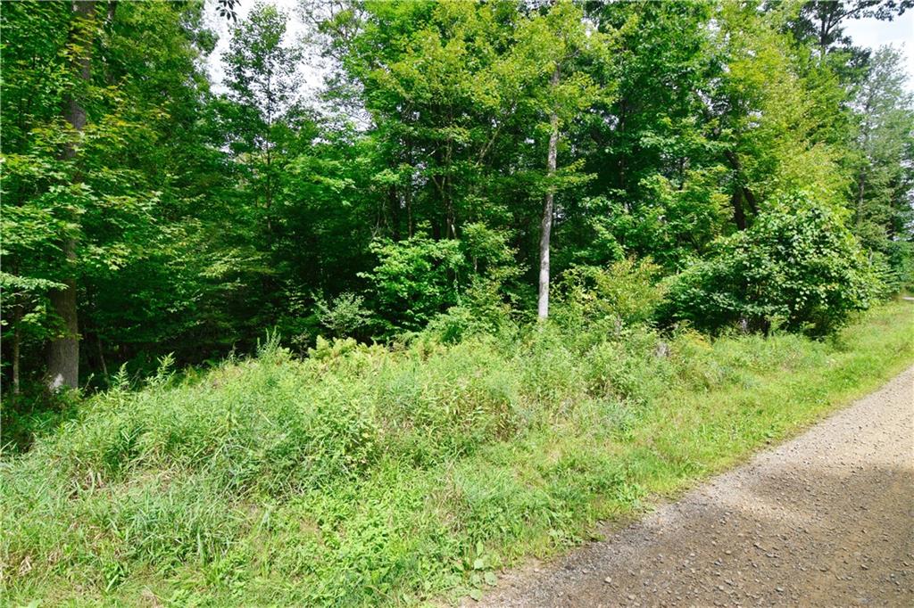 456 Preacher Hill Road West Hickory, PA 16370 - Photo 13 of 21 a view of a lush green forest