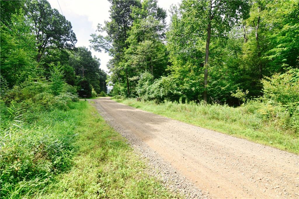 456 Preacher Hill Road West Hickory, PA 16370 - Photo 5 of 21 a view of a yard with plants and a large tree