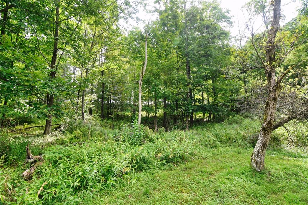 456 Preacher Hill Road West Hickory, PA 16370 - Photo 7 of 21 a view of a lush green forest