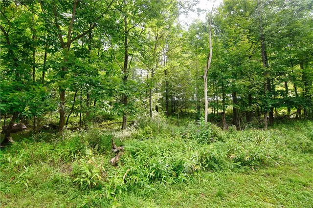 a view of a lush green forest