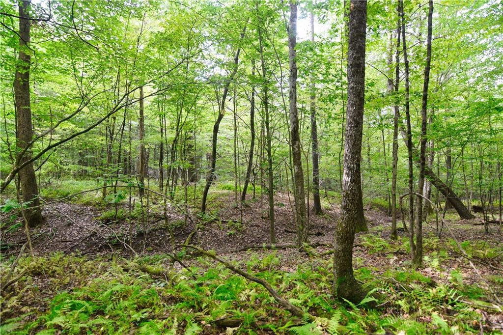 456 Preacher Hill Road West Hickory, PA 16370 - Photo 10 of 21 a view of outdoor space and green space