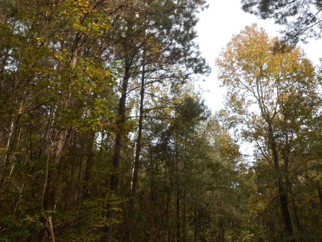 . Corman O'Neil Road Gloster, MS 39638 - Photo 7 of 11 Photo 7