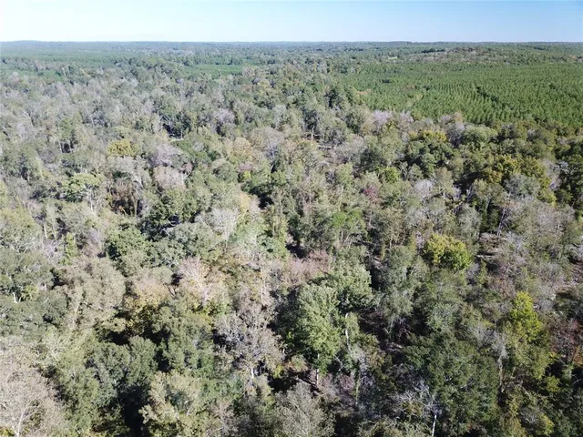 a view of a forest with trees in the background