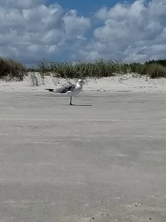 $3,000 | 802 Reserve Lane, St. Simons Island, GA 31522