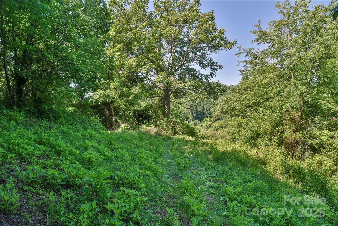 415 Weaverville Road Asheville, NC 28804 - Photo 12 of 47 a view of a lush green forest