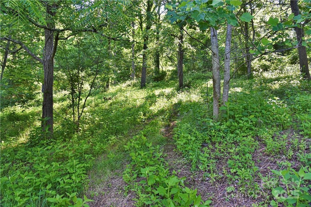 415 Weaverville Road Asheville, NC 28804 - Photo 13 of 47 a view of a lush green forest
