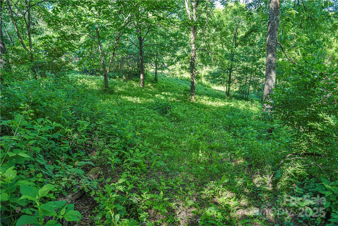 415 Weaverville Road Asheville, NC 28804 - Photo 10 of 47 a view of a lush green forest