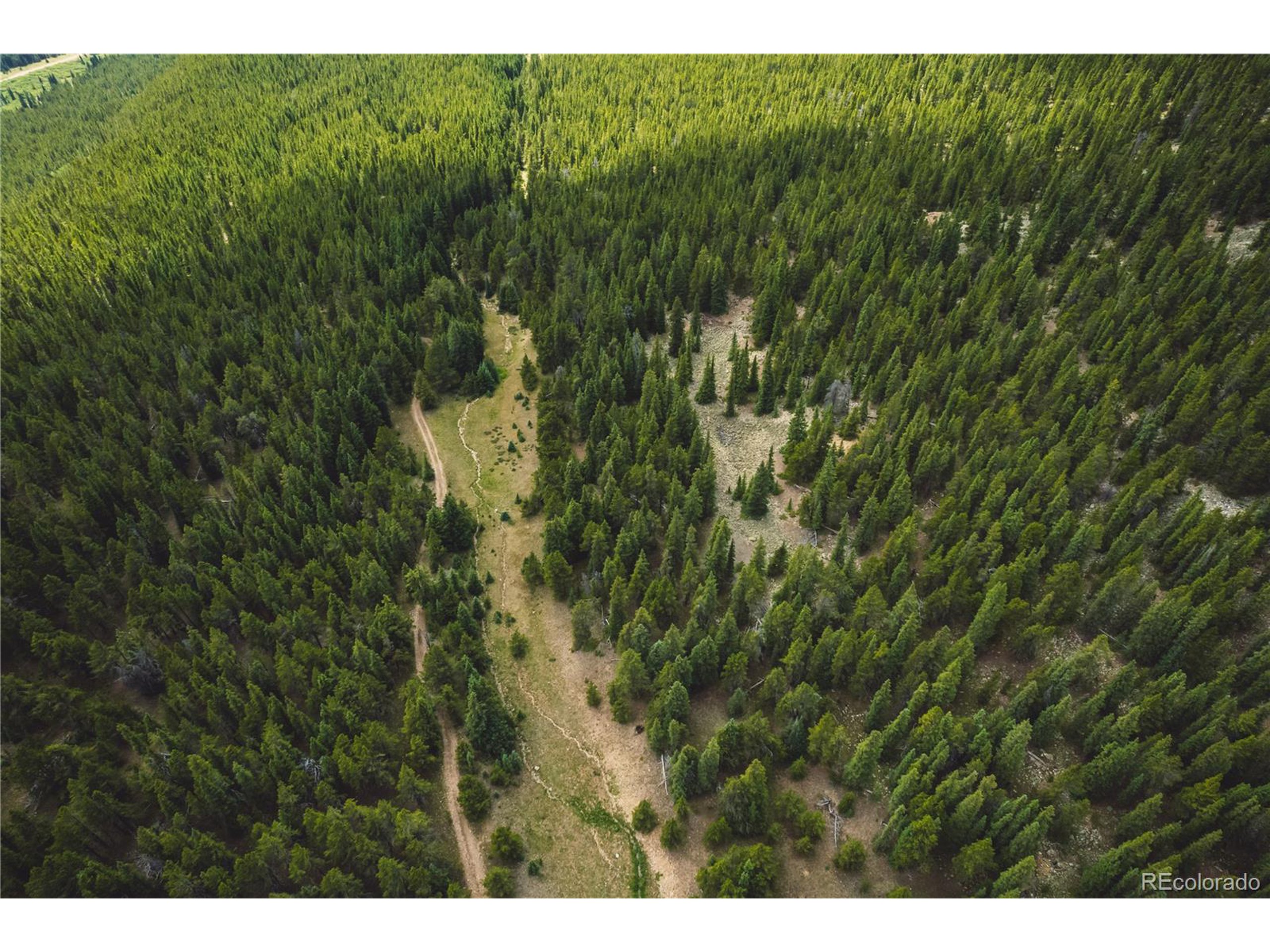 5347 Monitor Leadville, CO 80461 - Photo 15 of 37 a view of a lush green forest